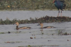 Dendrocygna javanica