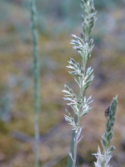 Koeleria glauca
