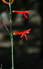 Penstemon labrosus