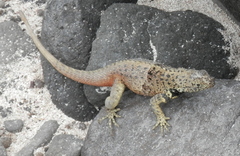 Microlophus delanonis