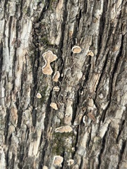 Aleurodiscus oakesii