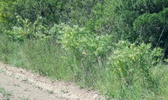 Gomphocarpus physocarpus