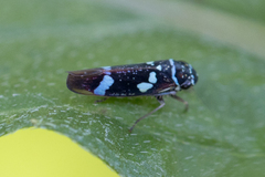 Macugonalia leucomelas