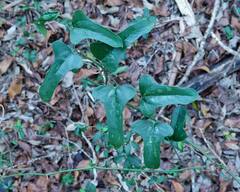 Smilax auriculata