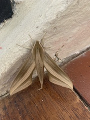 Xylophanes loelia