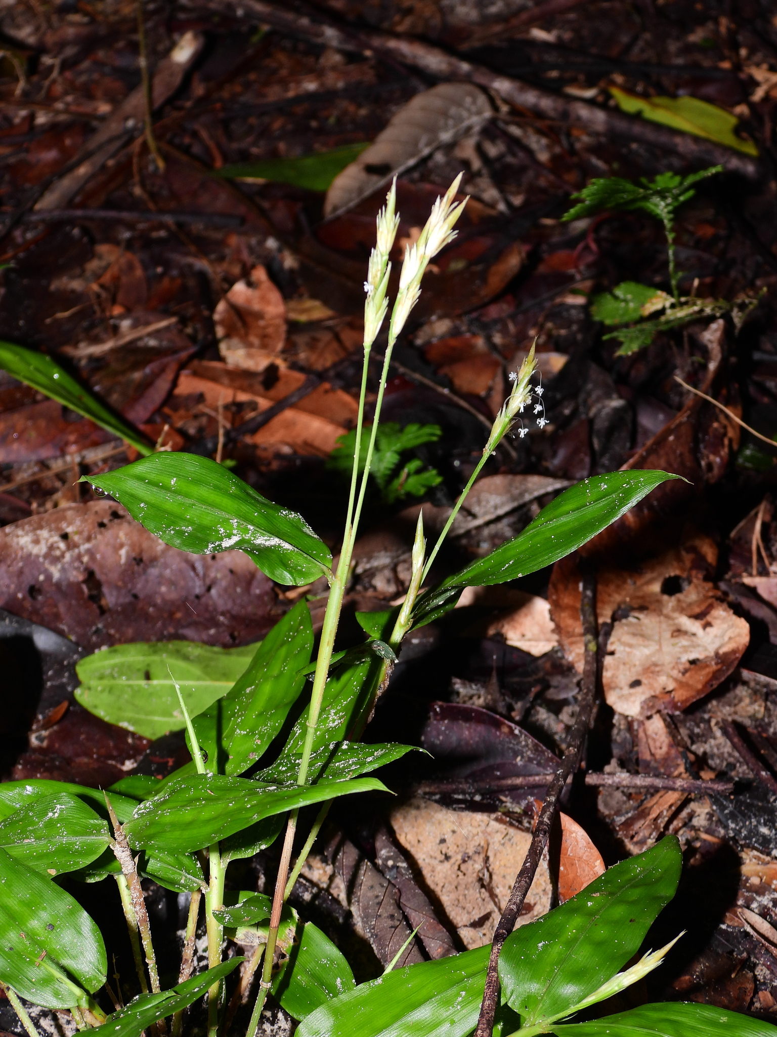 Froesiochloa