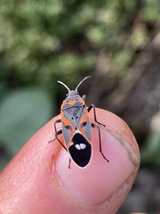 Lygaeus kalmii kalmii