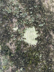 Lecanora strobilina