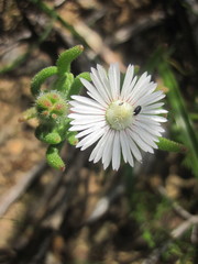 Drosanthemum hispifolium