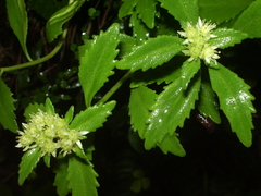 Rhodiola chrysanthemifolia