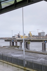 Corvus corone corone