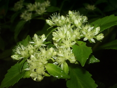 Rhodiola chrysanthemifolia