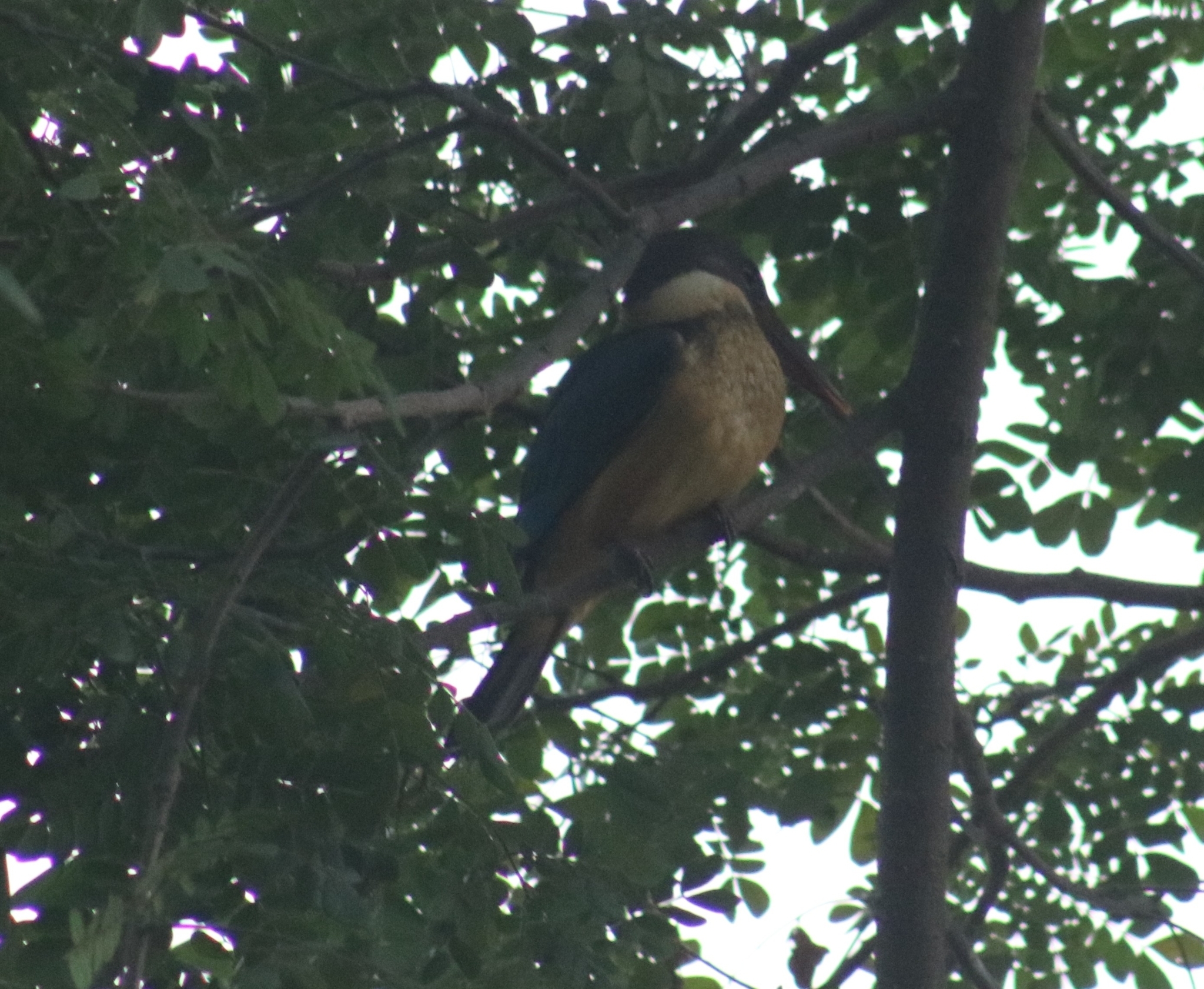 Stork-billed Kingfisher