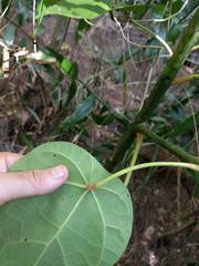 Hernandia nymphaeifolia