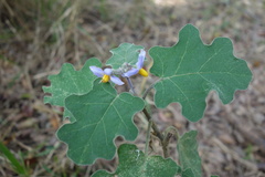 Solanum violaceum