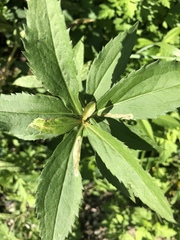 Calycomyza solidaginis