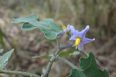 Solanum violaceum