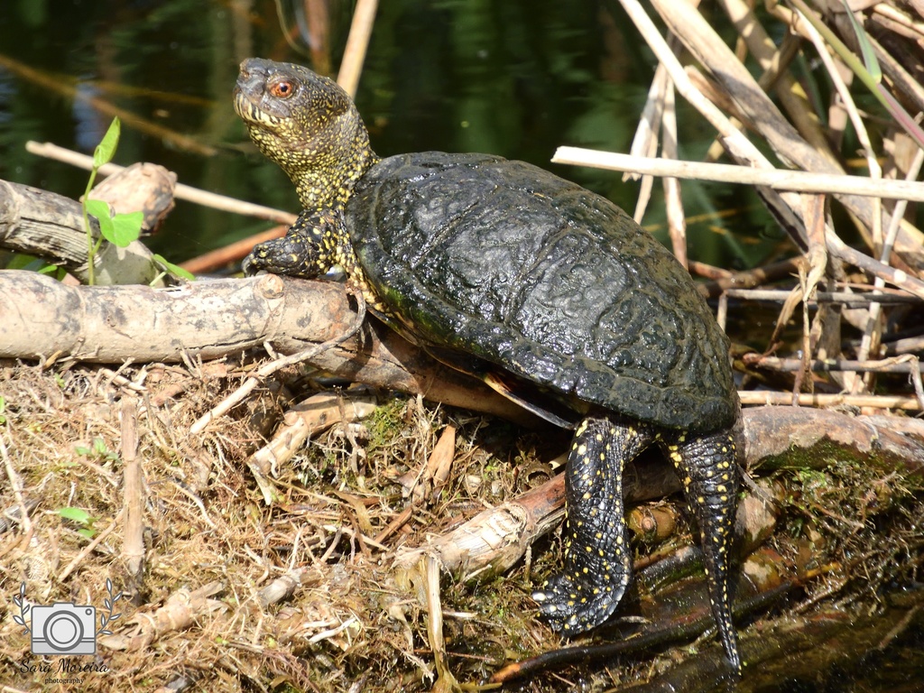 European Pond Turtle in April 2018 by Sara Moreira. (Emys orbicularis ...