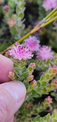 Diastella divaricata divaricata