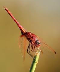 Trithemis