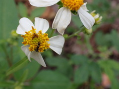 Camponotus sexguttatus