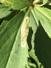 Calycomyza solidaginis