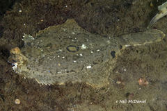 Pleuronichthys coenosus