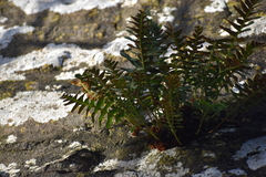 Polypodium vulgare