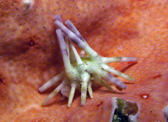 Eucidaris metularia