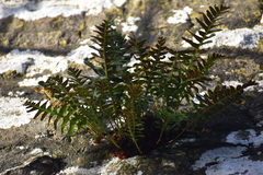 Polypodium vulgare