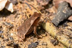 Rhinella margaritifera