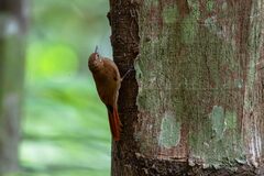 Glyphorynchus spirurus