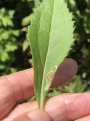 Calycomyza solidaginis