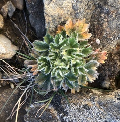 Potentilla robbinsiana