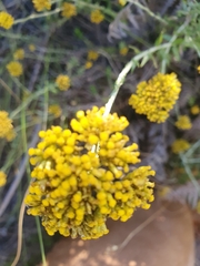 Helichrysum cymosum