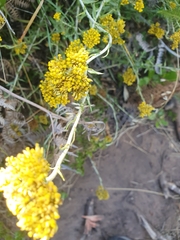 Helichrysum cymosum
