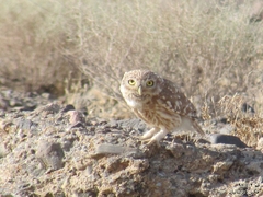 Athene noctua