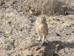 Athene noctua