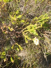 Diosma