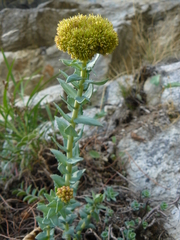 Rhodiola heterodonta