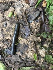 Anadenobolus monilicornis