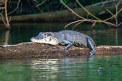 Melanosuchus niger