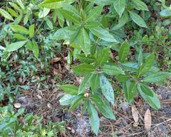 Persea borbonia