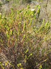 Diosma