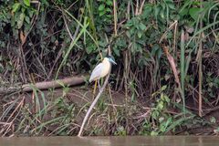 Pilherodius pileatus