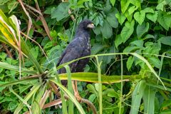 Buteogallus urubitinga