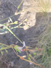 Pelargonium tabulare