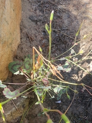 Pelargonium tabulare