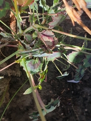 Pelargonium tabulare
