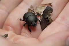 Geotrupes opacus